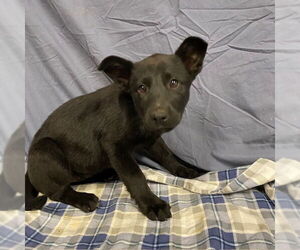 German Shepherd Dog-Unknown Mix Dogs for adoption in Modesto, CA, USA