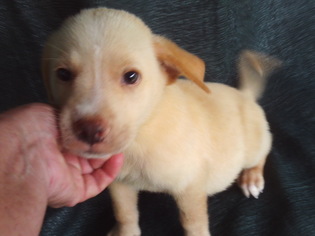 Medium Photo #1 Golden Labrador Puppy For Sale in Bonifay, MO, USA