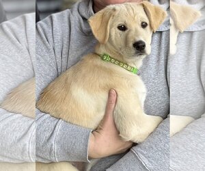 Spanador Dogs for adoption in Dana Point, CA, USA