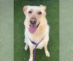 German Shepherd Dog-Great Pyrenees Mix Dogs for adoption in Fayetteville, NC, USA