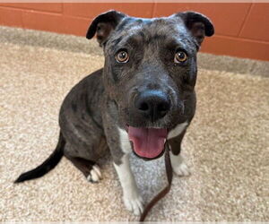 American Pit Bull Terrier-Unknown Mix Dogs for adoption in Pueblo, CO, USA