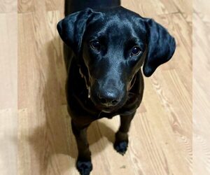 Labrador Retriever-Unknown Mix Dogs for adoption in Spring Lake, NC, USA