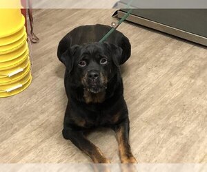 Rottweiler Dogs for adoption in Pasadena, CA, USA