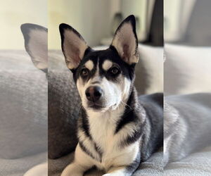 Siberian Husky Dogs for adoption in Matawan, NJ, USA
