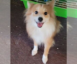 Pomeranian Dogs for adoption in Ogden, UT, USA