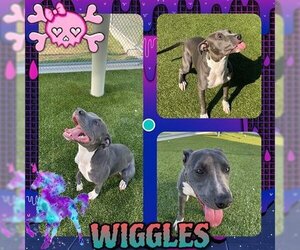 American Pit Bull Terrier Dogs for adoption in Pearland, TX, USA