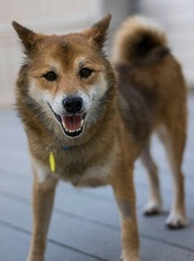 Shiba Inu Dogs for adoption in Dublin, OH, USA