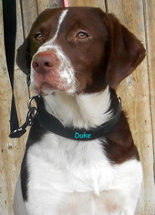 English Springer Spaniel-Unknown Mix Dogs for adoption in Oskaloosa, IA, USA