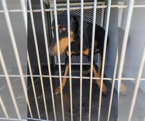 Doberman Pinscher Dogs for adoption in Bakersfield, CA, USA