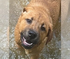 Retriever -Unknown Mix Dogs for adoption in Canton, CT, USA