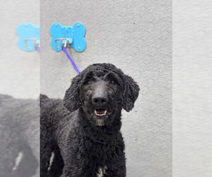 Poodle (Standard)-Unknown Mix Dogs for adoption in Las Vegas, NV, USA