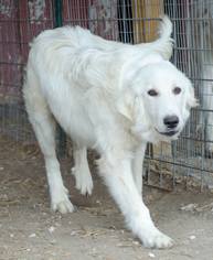 Great Pyrenees-Maremma Sheepdog Mix Dogs for adoption in Whitewright, TX, USA