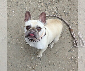 French Bulldog Dogs for adoption in Long Beach, CA, USA
