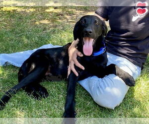 Labrador Retriever-Unknown Mix Dogs for adoption in Clovis, CA, USA