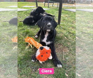 Mutt Dogs for adoption in Springdale, PA, USA