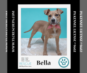 Bullboxer Pit Dogs for adoption in Kimberton, PA, USA