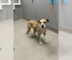 Beagle-Unknown Mix Dogs for adoption in Las Vegas, NV, USA