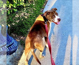 American Staffordshire Terrier Dogs for adoption in San Juan Capistrano, CA, USA