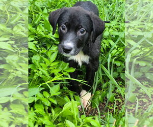 Anatolian Shepherd-Unknown Mix Dogs for adoption in Sanford, FL, USA