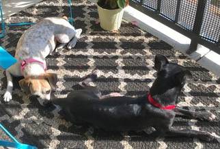 Italian Greyhuahua Dogs for adoption in Boonton, NJ, USA