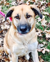 German Shepherd Dog-Unknown Mix Dogs for adoption in Christiana, TN, USA