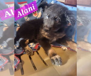 German Shepherd Dog-Huskies Mix Dogs for adoption in Iroquois, IL, USA
