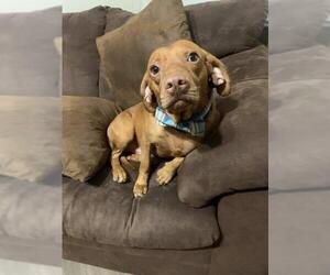 Chiweenie Dogs for adoption in New York, NY, USA