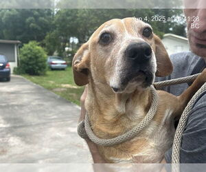 American Pit Bull Terrier Dogs for adoption in Ocala, FL, USA