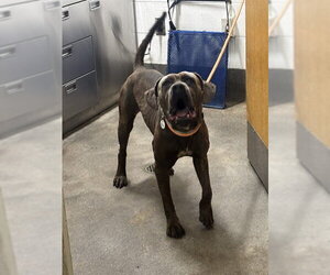 Mutt Dogs for adoption in Forestville, MD, USA