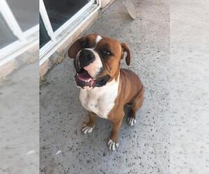 Boxer Dogs for adoption in Alta Loma, CA, USA