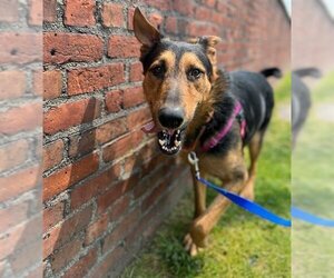 Airedale Terrier-German Shepherd Dog Mix Dogs for adoption in Boston, MA, USA