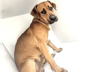 Boxer-Unknown Mix Dogs for adoption in Houston, TX, USA