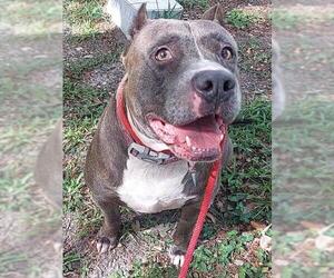 American Staffordshire Terrier Dogs for adoption in Fort Lauderdale, FL, USA