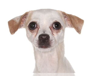 Chihuahua-Unknown Mix Dogs for adoption in Oakland Park, FL, USA