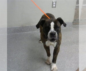 Boxer-Unknown Mix Dogs for adoption in Pasadena, TX, USA