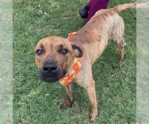 American Pit Bull Terrier Dogs for adoption in Tulsa, OK, USA