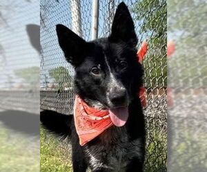 Mutt Dogs for adoption in Canton, CT, USA