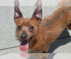 Chiweenie Dogs for adoption in Olathe, KS, USA