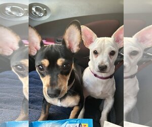 Chipin Dogs for adoption in Miami, FL, USA