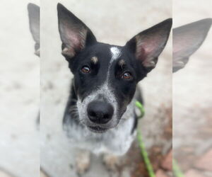 Mutt Dogs for adoption in Newport Beach, CA, USA