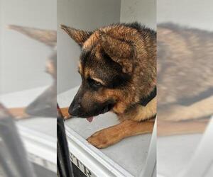 German Shepherd Dog Dogs for adoption in Houston, TX, USA