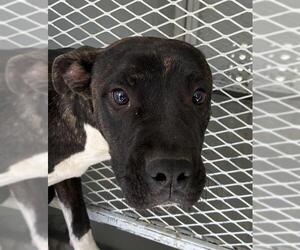 American Pit Bull Terrier Dogs for adoption in Bakersfield, CA, USA