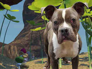 Bullboxer Pit Dogs for adoption in Fairfield, CA, USA