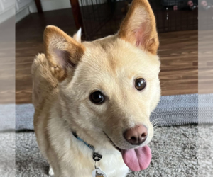 Shiba Inu-Unknown Mix Dogs for adoption in San Ramon, CA, USA