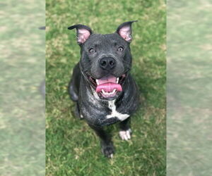 American Pit Bull Terrier Dogs for adoption in Louisville, KY, USA