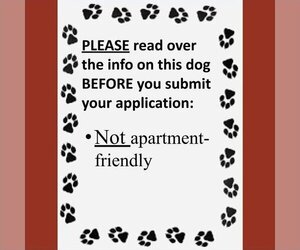 American Pit Bull Terrier-German Shepherd Dog Mix Dogs for adoption in Fargo, ND, USA