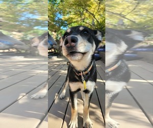 German Shepherd Dog-Unknown Mix Dogs for adoption in Sandy, UT, USA