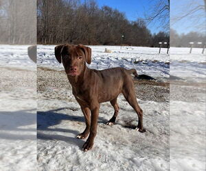 Labrador Retriever-Unknown Mix Dogs for adoption in Aurora, IN, USA