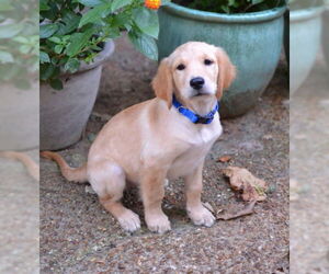 Golden Retriever Dogs for adoption in Enfield, CT, USA