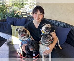 Pug Dogs for adoption in  Ramona, CA, USA